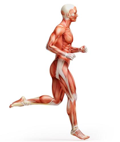 RunnerAnatomy