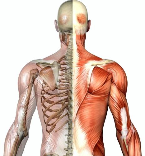 Shoulder anatomy